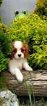 Cavalier King Charles Spaniel