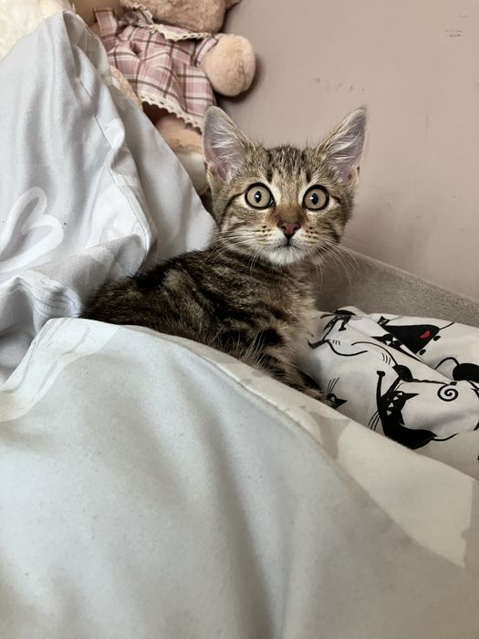 Lili na tropie domku!