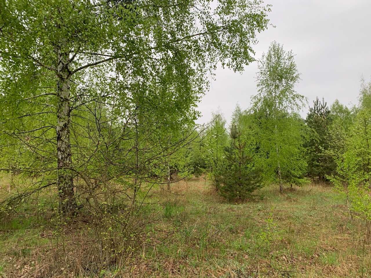 Земельна ділянка прямо серед лісу в Київькій області. Ціна за 1Га