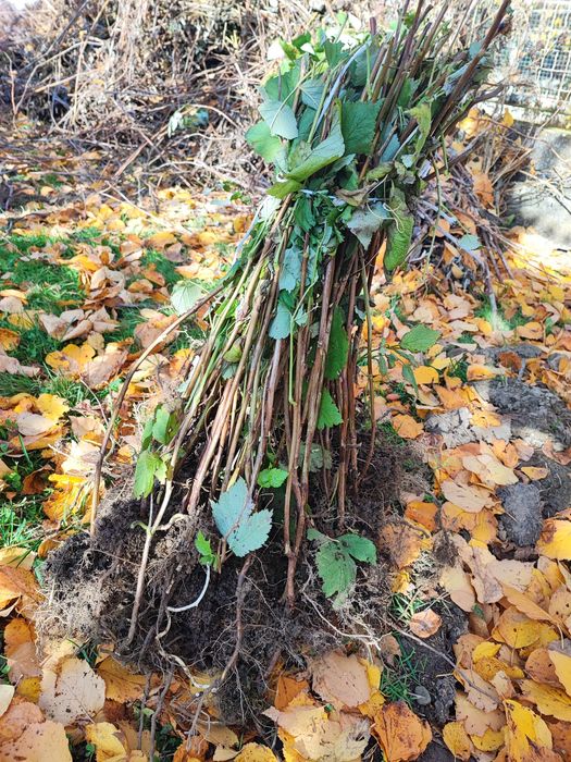 Sadzonki malin, wczesna odmiana, duże owoce