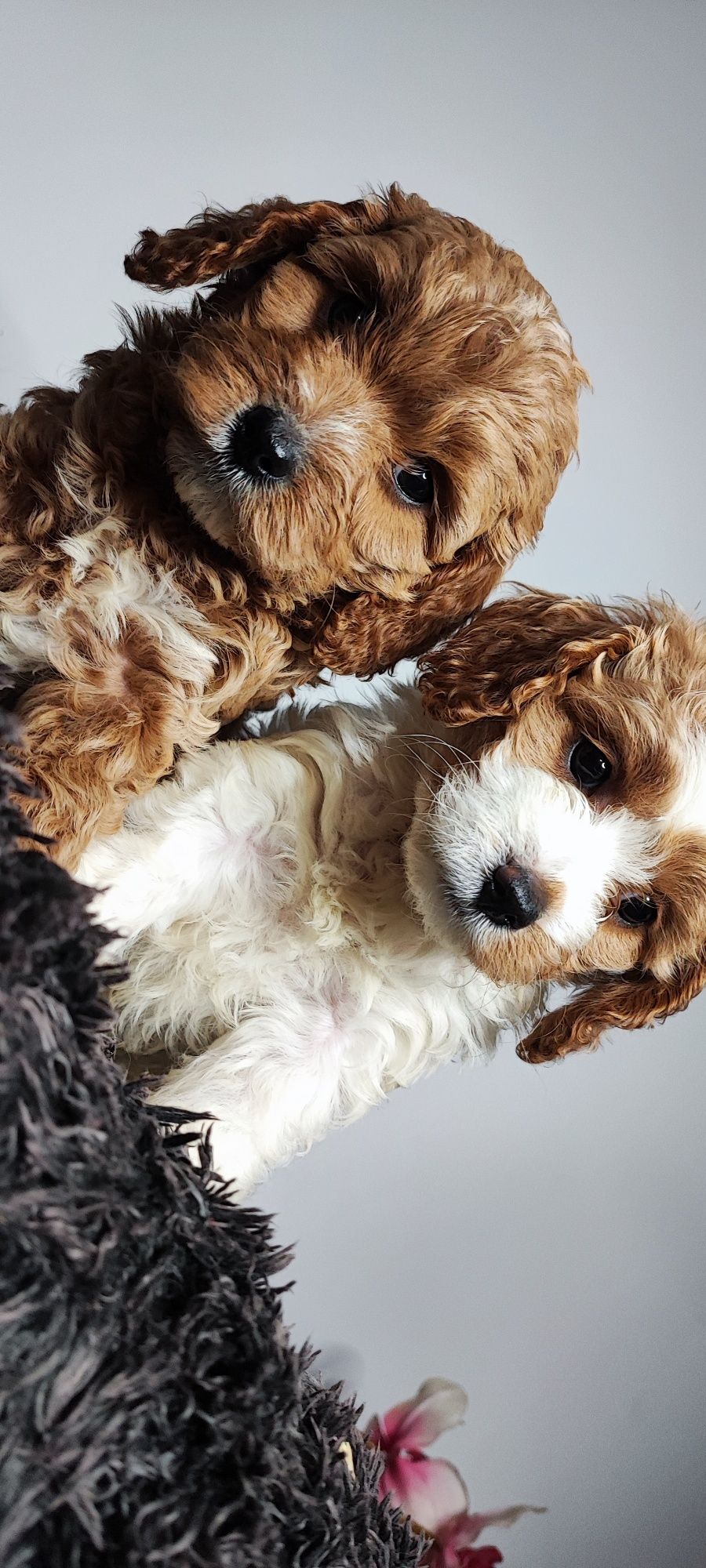 Cavapoo cavadoodle cavalier pudel