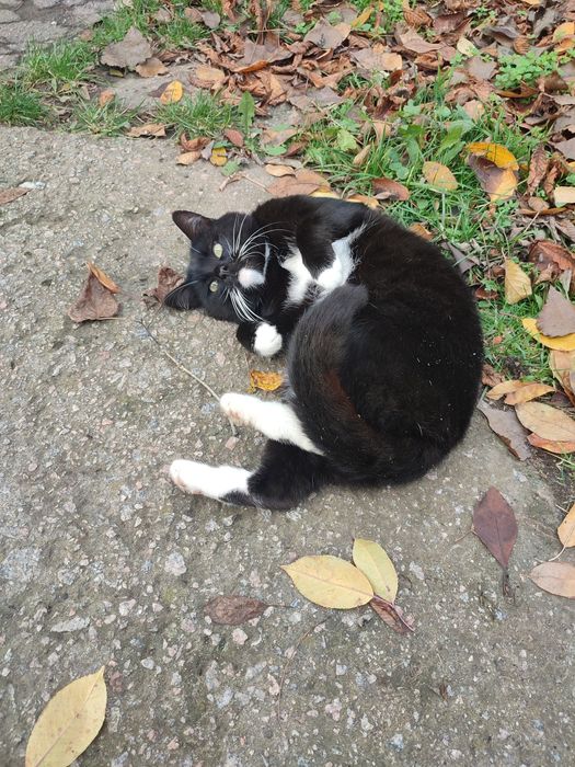 Дідам кота у добрі руки