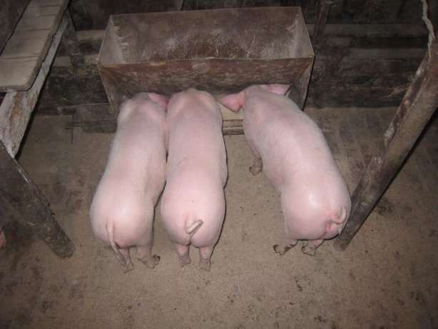 продам поросят двох і трьохпородні гібриди м'ясного напрямку
