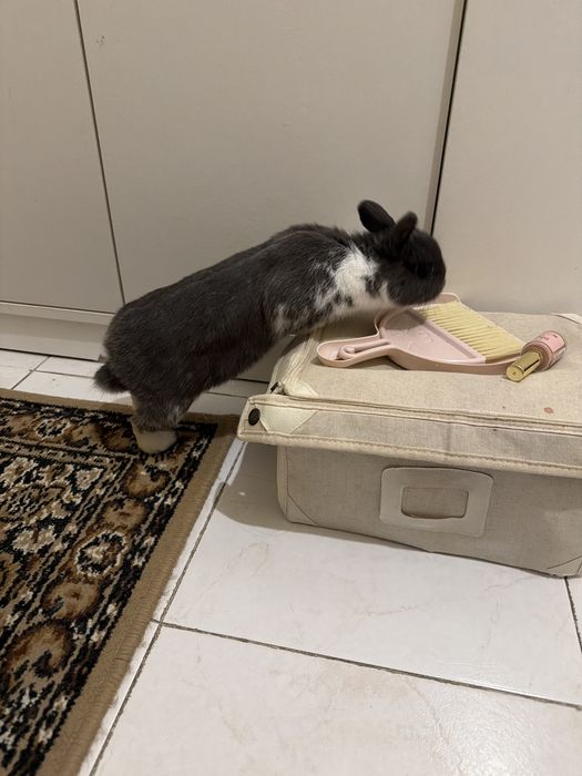 Coelho Anão Com Gaiola