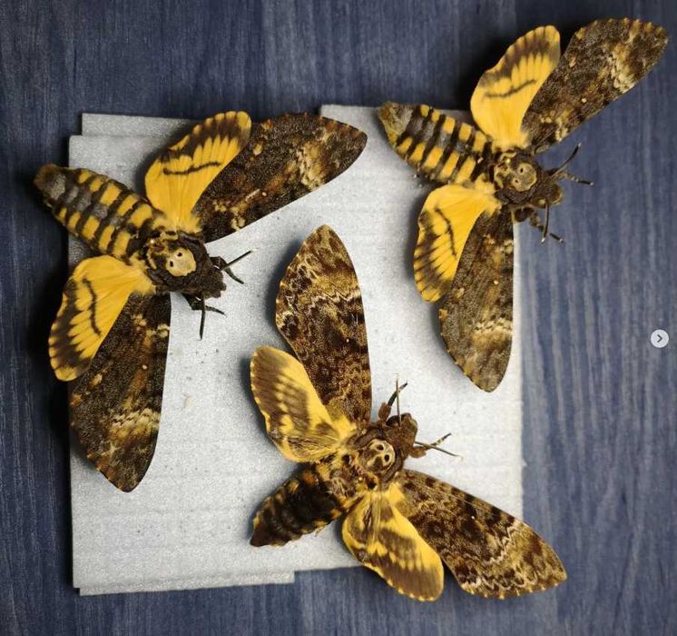 Бражник мертва голова (Acherontia atropos)