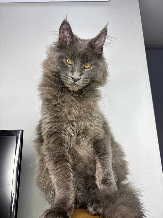 Неймовірний димчастий котик мейн-кун зі всіма документами WCF