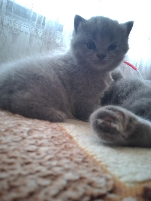 Шатланська висловуха