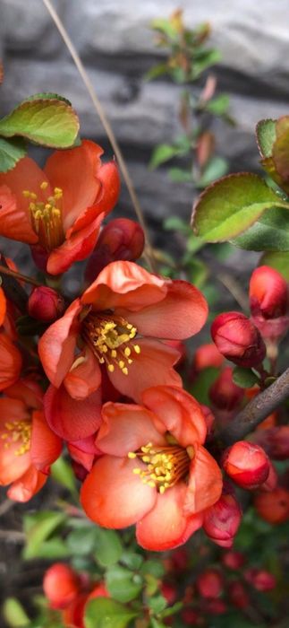 Форзиция,  айва , крыжовник