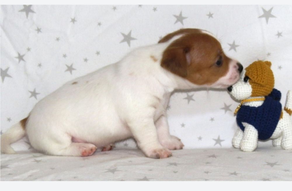 Джек Рассел терьер с документами клуба КСУ