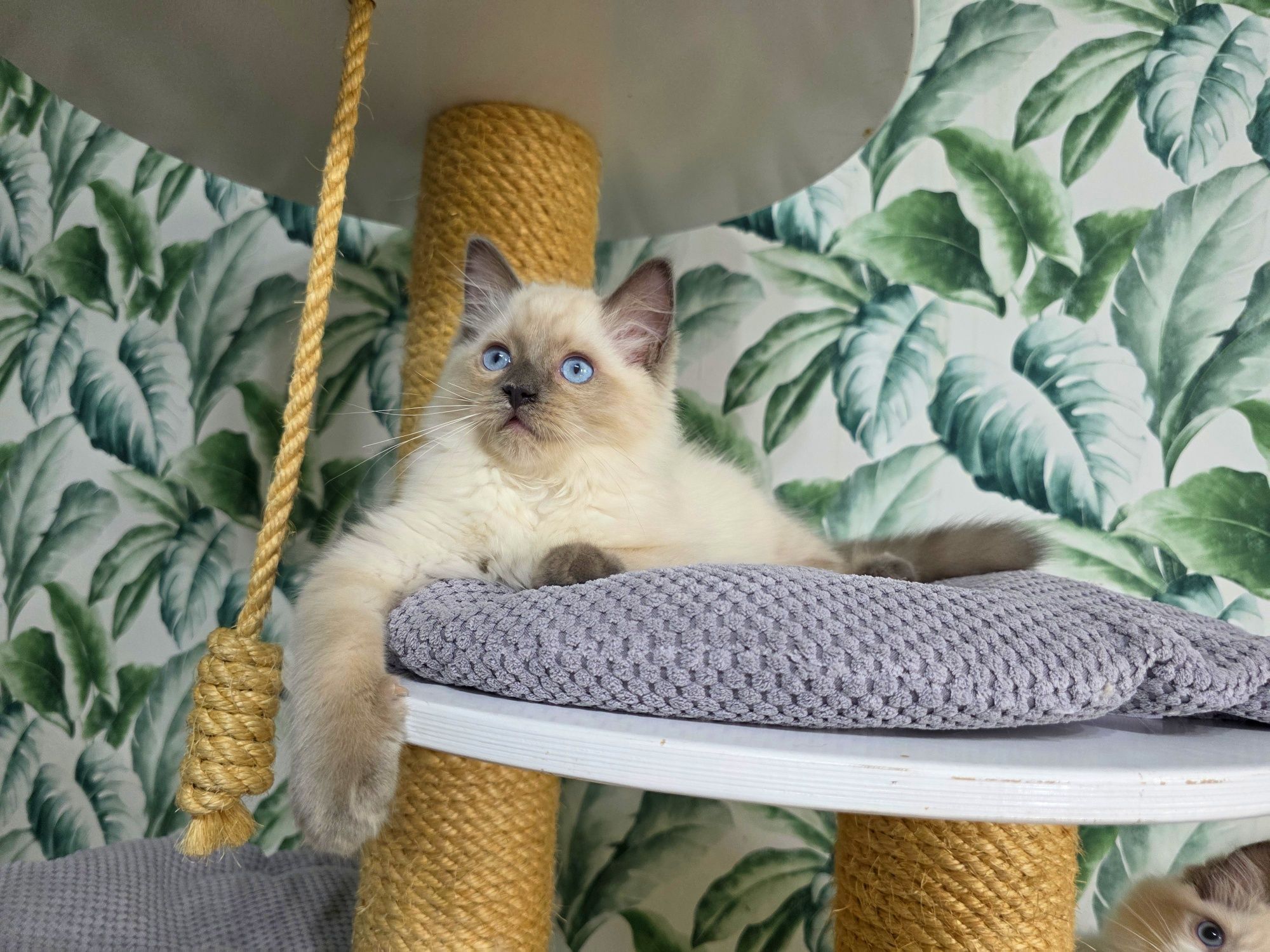 Ragdoll  rasowy z rodowodem WCF