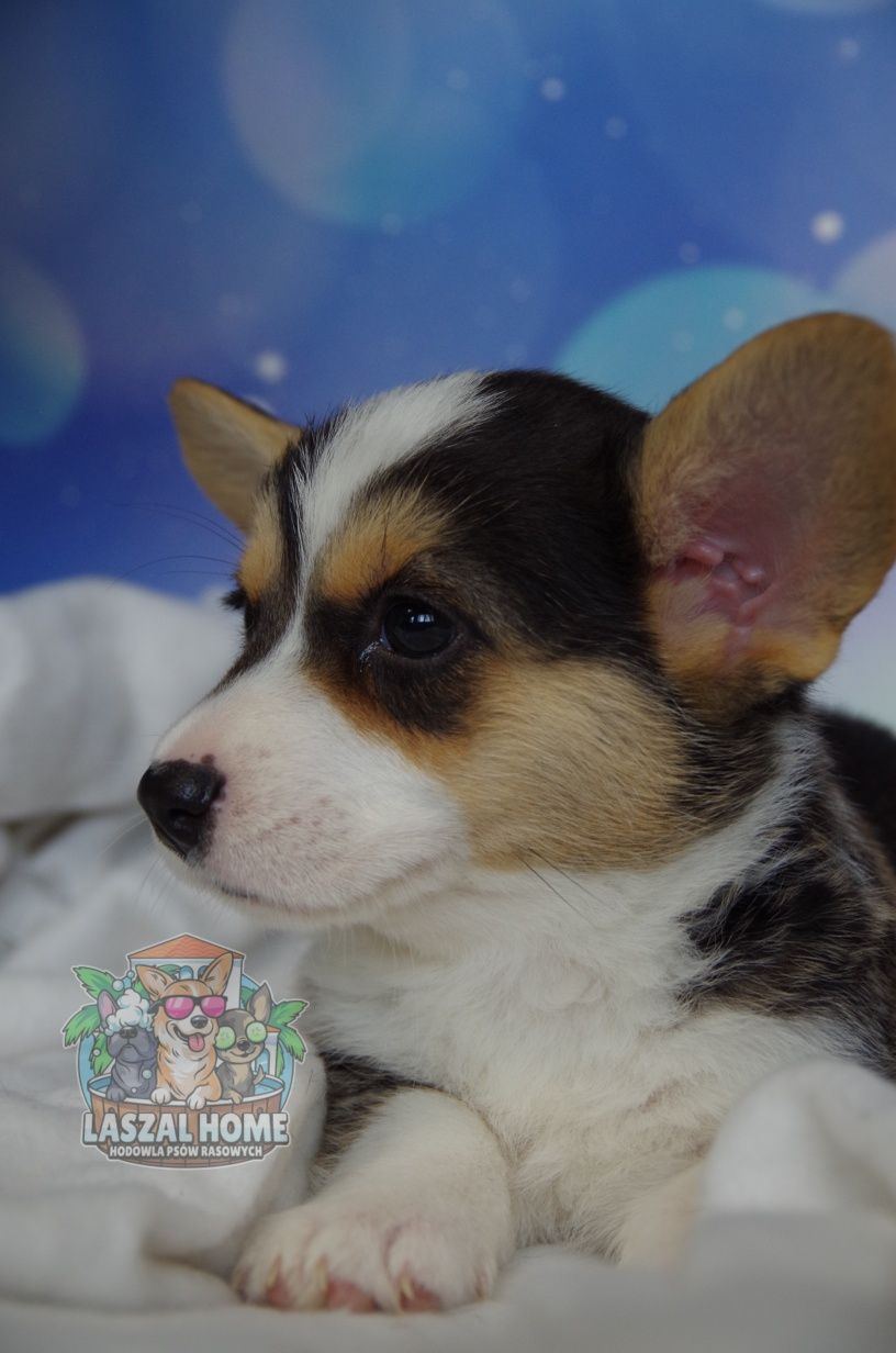 Welsh Corgi Cardigan suczka DO ODBIORU