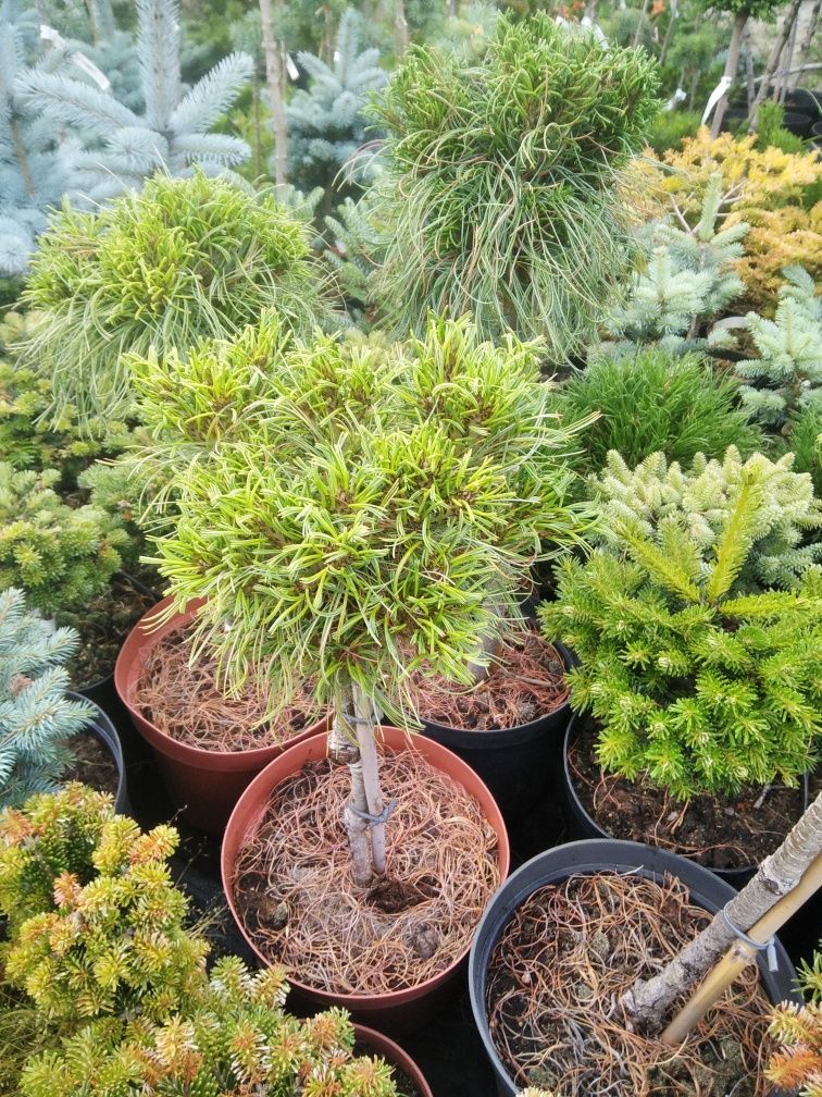 Rojnik, Sedum, Sempervivum, Klon, katalpa, głóg, drzewa alejowe