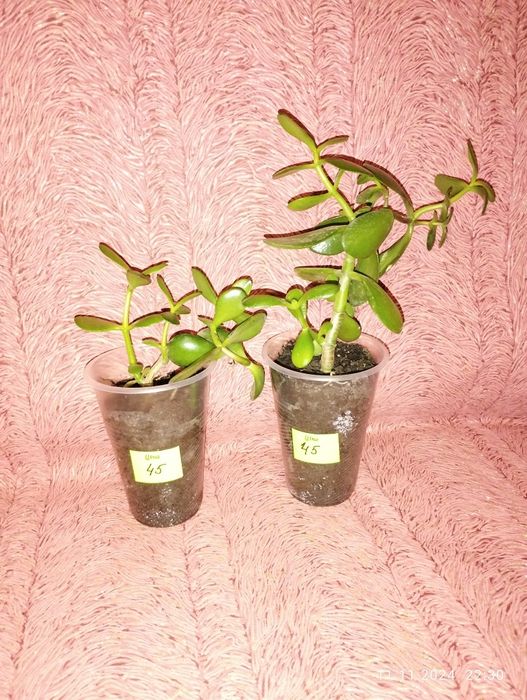 Продам кімнатні рослини