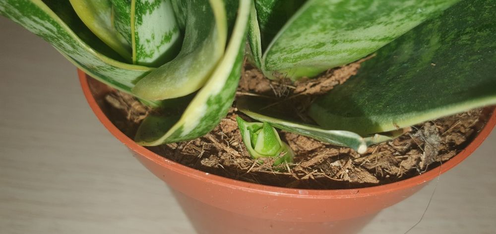 Сансевієрія  Ханні Sansevieria Hahnii