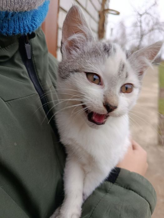 Котик шукає люблячу сім'ю