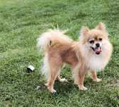 Szpic Miniaturowy pomeranian suczka w dobre rece
