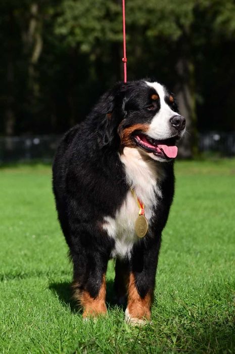 Berneński Pies Pasterski ZKwP/FCI