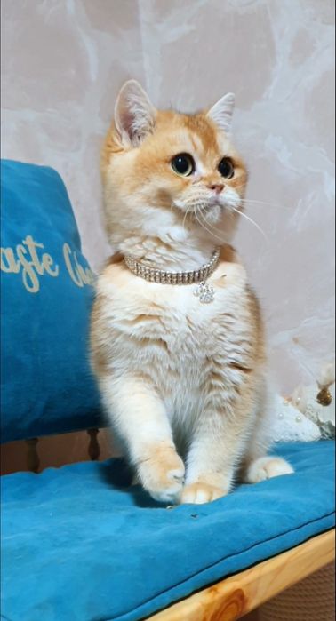 Золотий британський шиншила