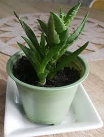 Aloes, kaktus młoda roślinka