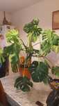 Monstera ok.100 cm.