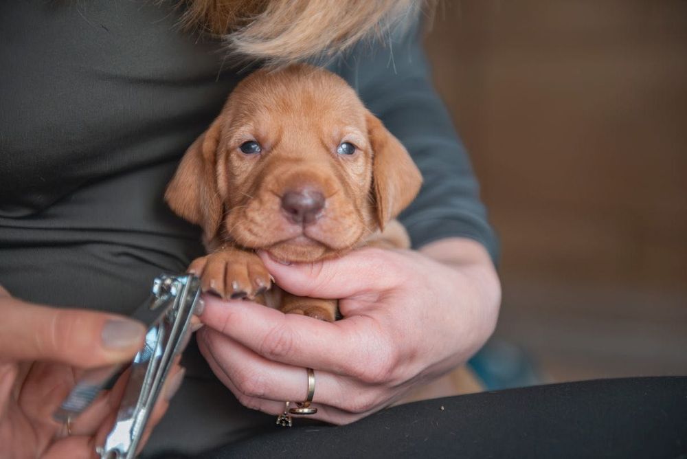 Wyżeł węgierski szczenięta FCI