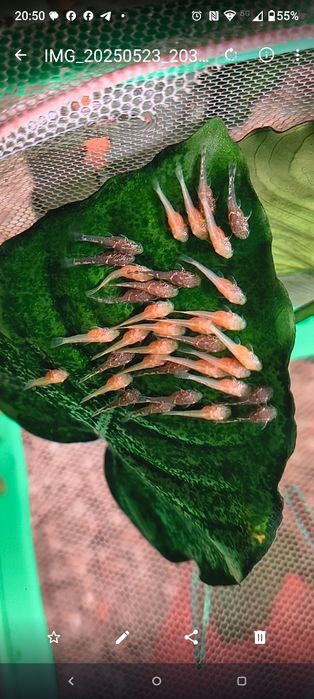 Glonojady niebieskie i albonosy