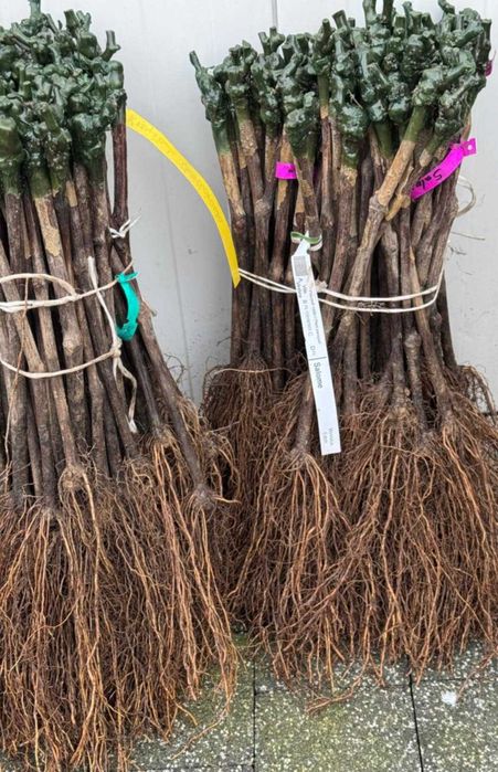 Szczepione winogrono na wino i soki Maréchal Foch. Sadzonki winorośli.