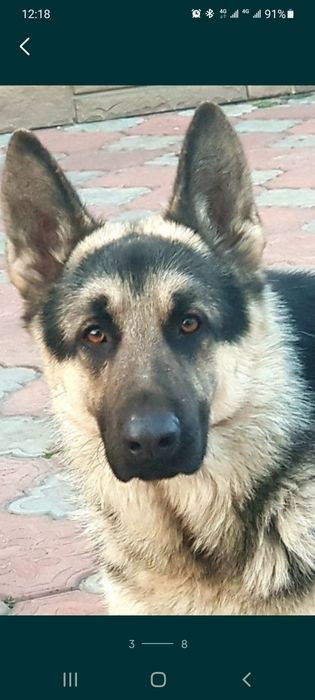 Восточноевропейская овчарка