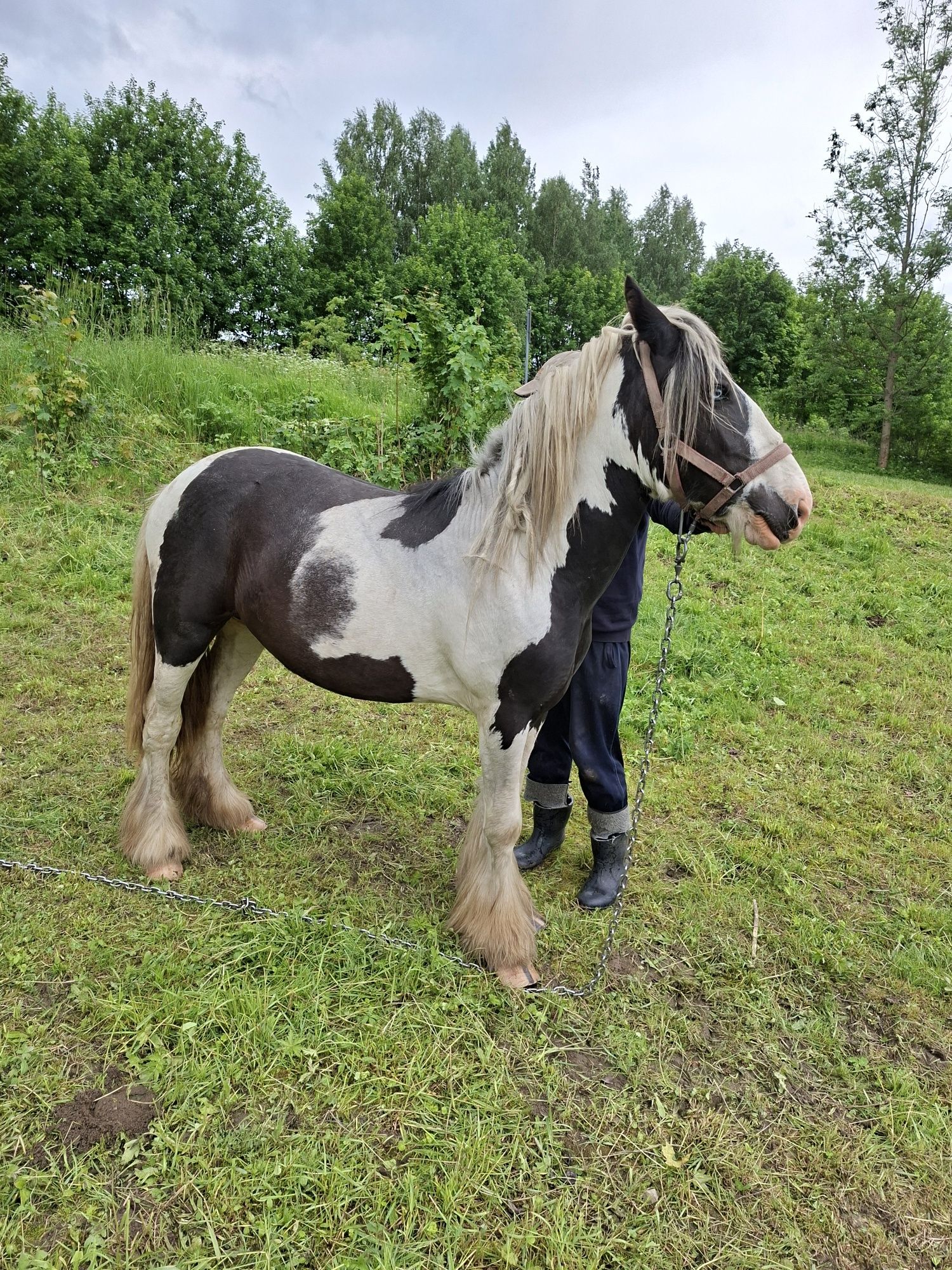 Sprzedam  tinkera