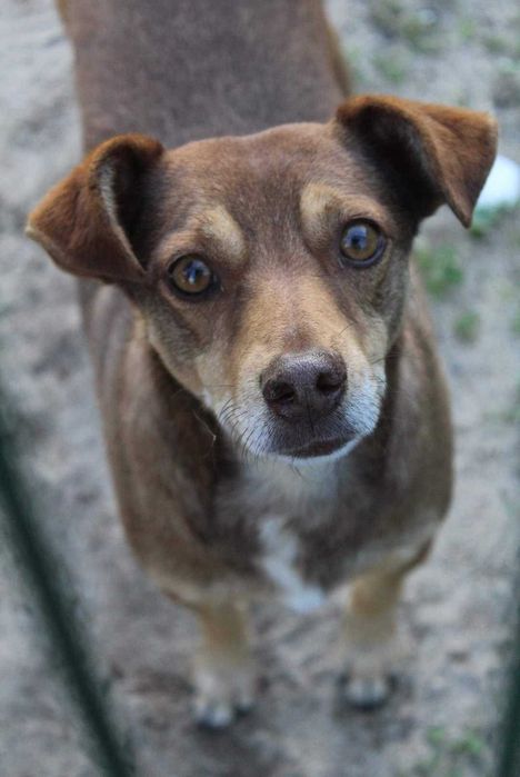 JACKIE (Macho, Sénior) Para Adoção