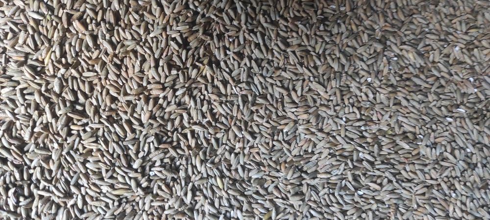 Sprzedam żyto ozime