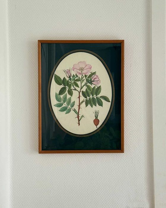 Botaniczny obrazek Rosa canina w drewnianej ramce, vintage