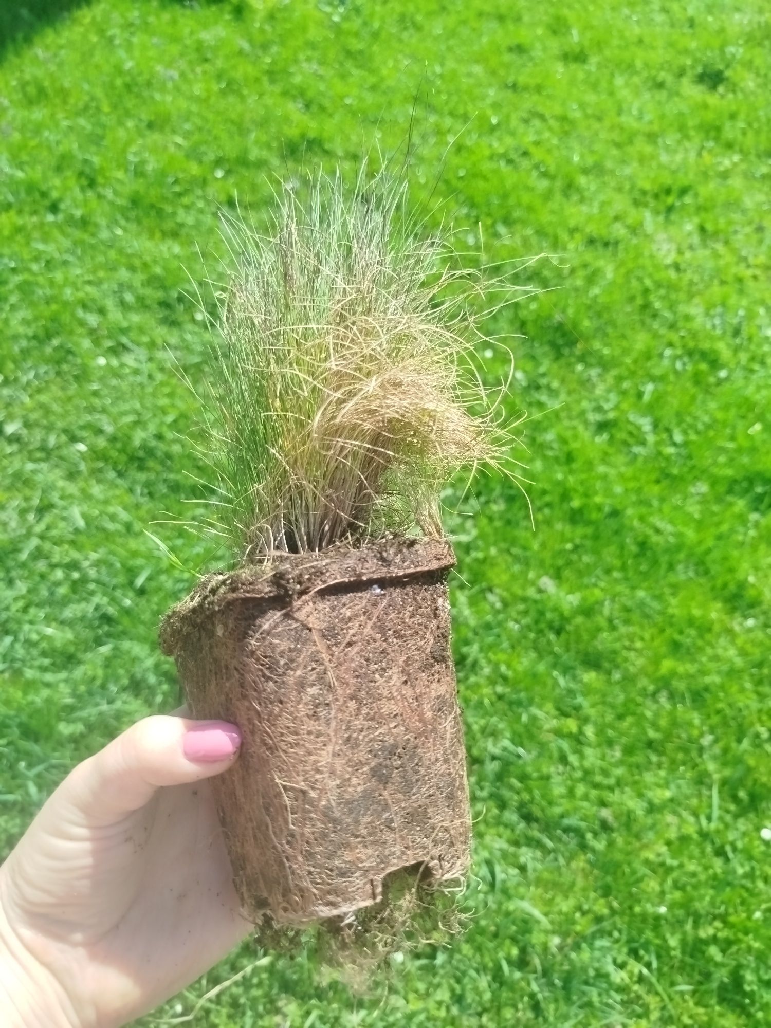 Trawa ozdobna Kostrzewa WALBERLA, wysyłka gratis!!!