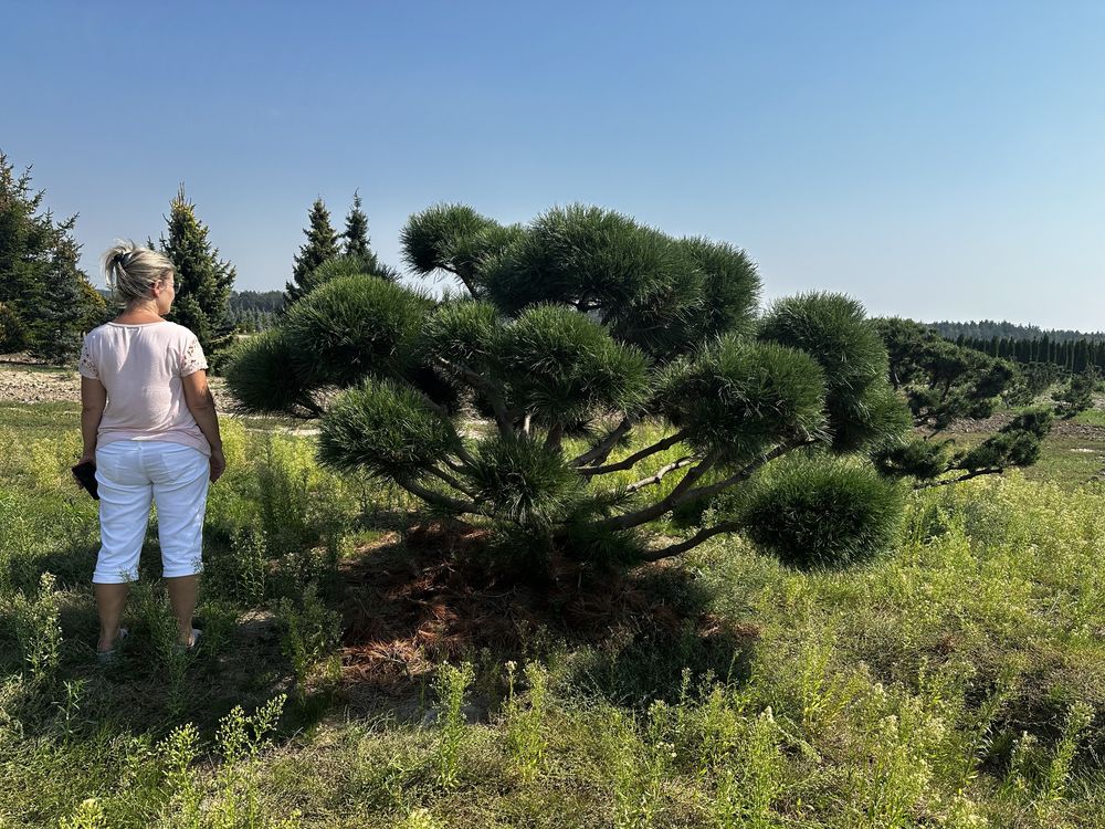 Bonsai-Niwaki formowane sosna cis jałowiec. Laurowiśnia jodła szmaragd