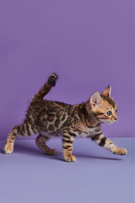 Бенгал, бенгальський котик