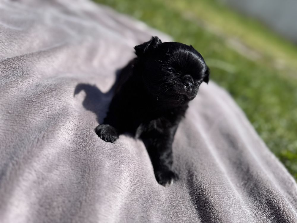 Chihuahua długowłosy