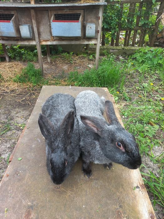 Кролиці Полтавське срібло