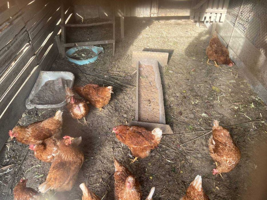 Продам курей (інкубаторні)