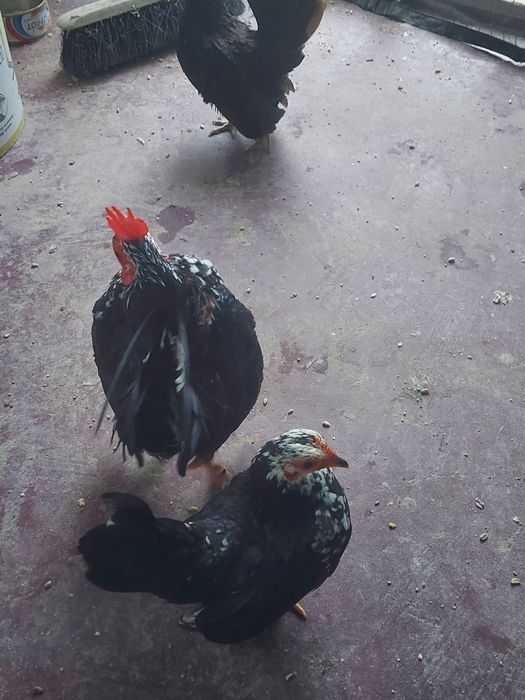 Seramy pary najmniejsze kury