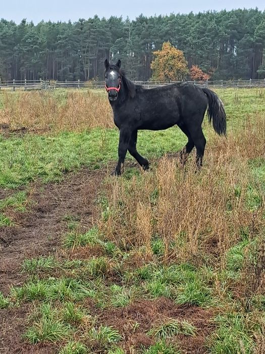 Sprzedam ogiera szpaka