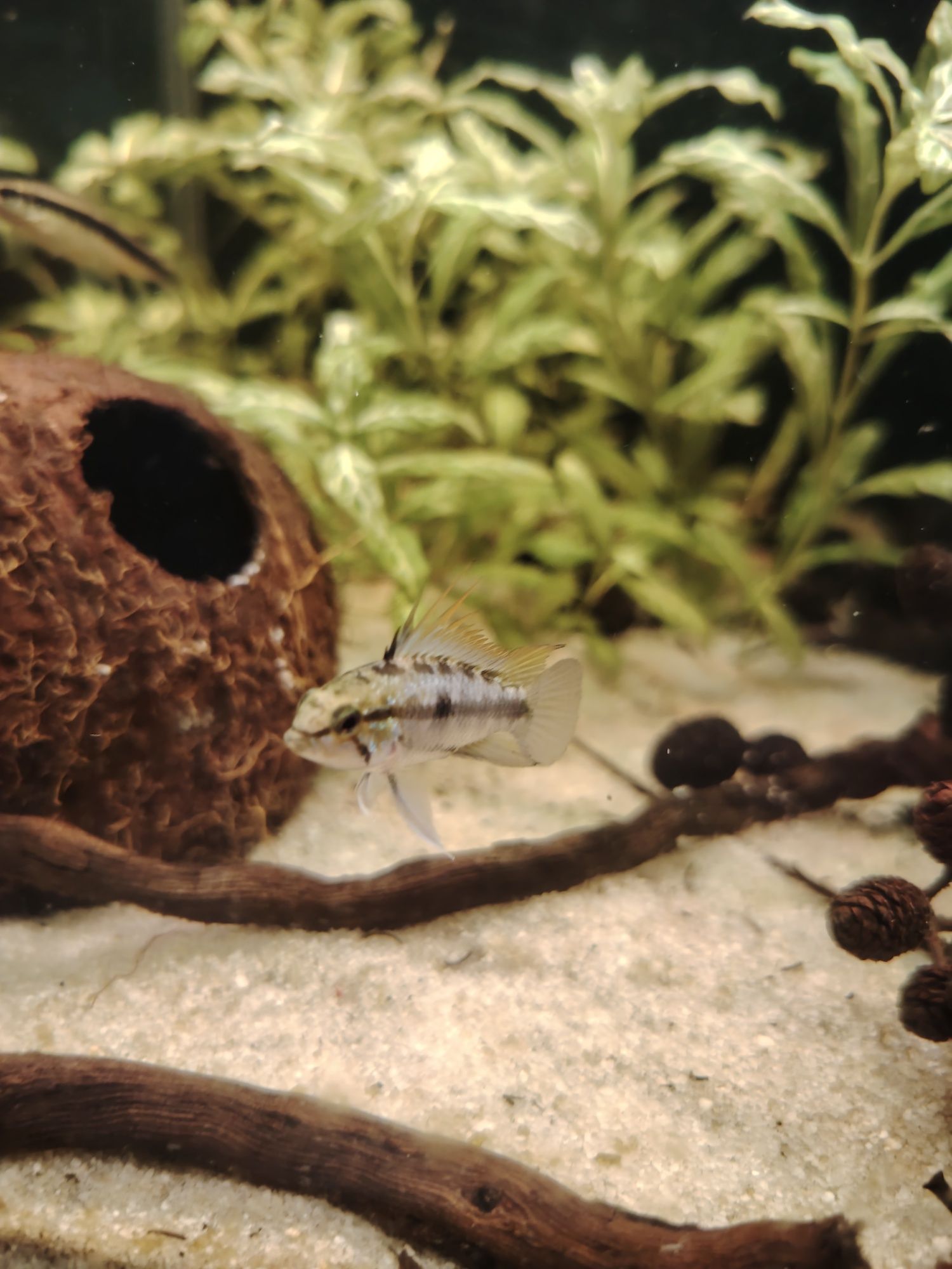 Casal Apistogrammas trifasciata