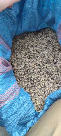Ostropest nasiona łąka kwietna 37kg 8zl za kg