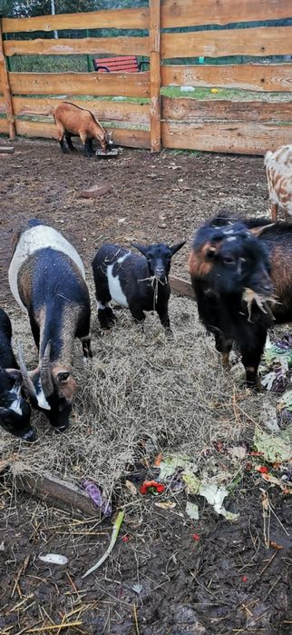 Koziołki miniaturki