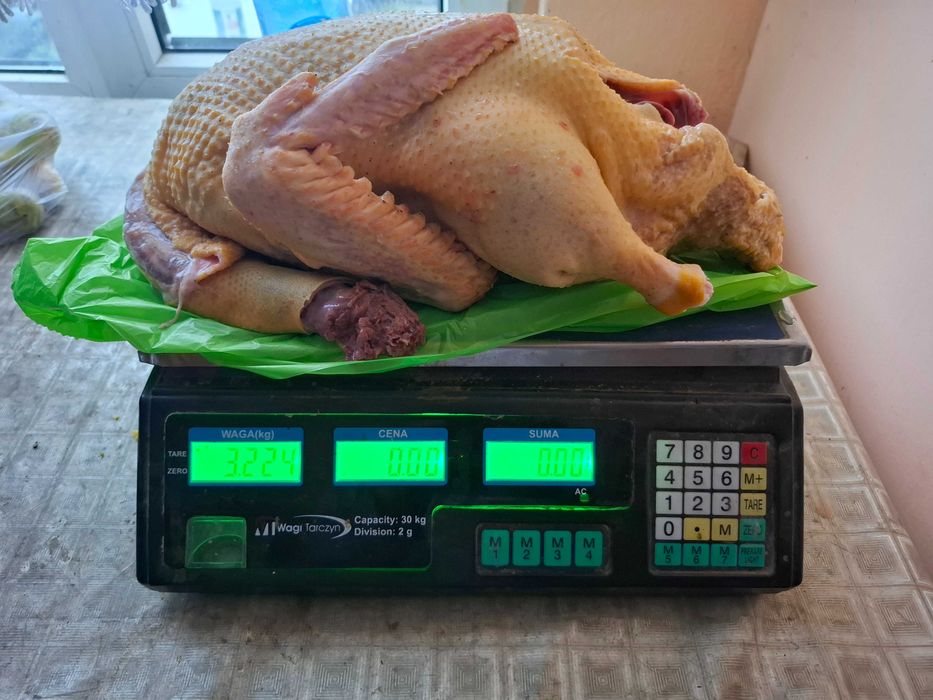 Kaczki tuszki lub żywe do dalszego chowu