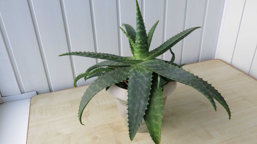 Алое Вера природний лікар і прикраса вашого дому м. Біла Церква