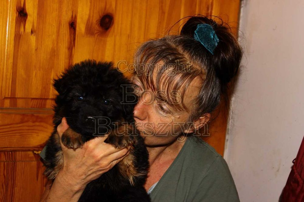 Owczarek niemiecki długowłosy potężny ZKwP/FCI