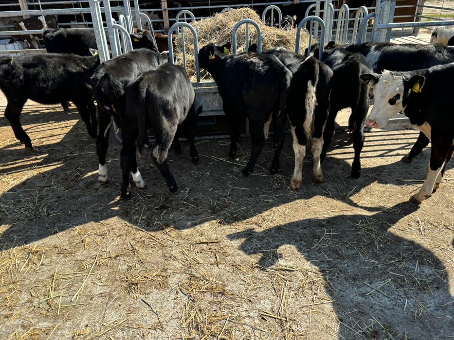 Byki, jałówki startery