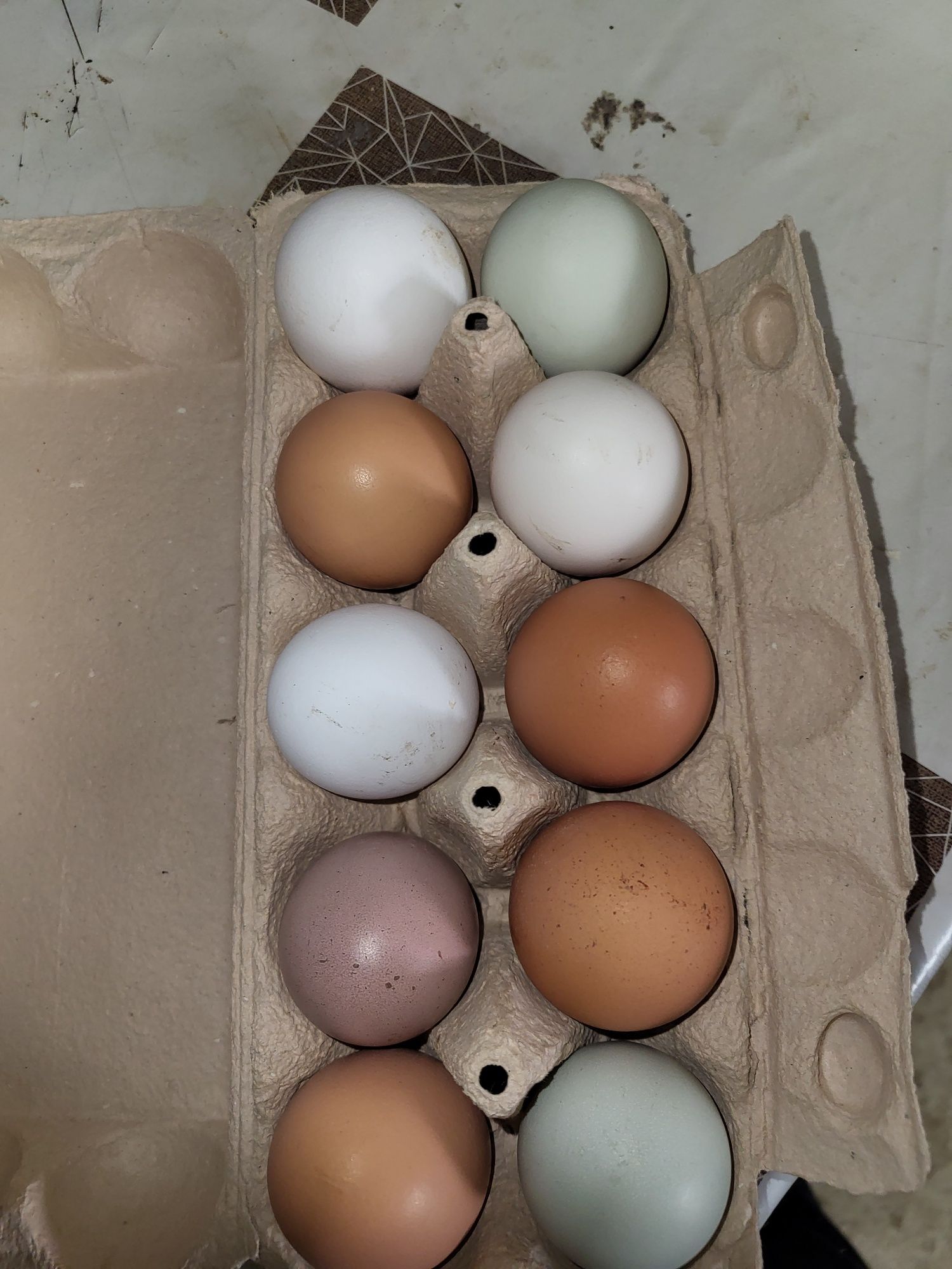 Jaja lęgowe mix ras