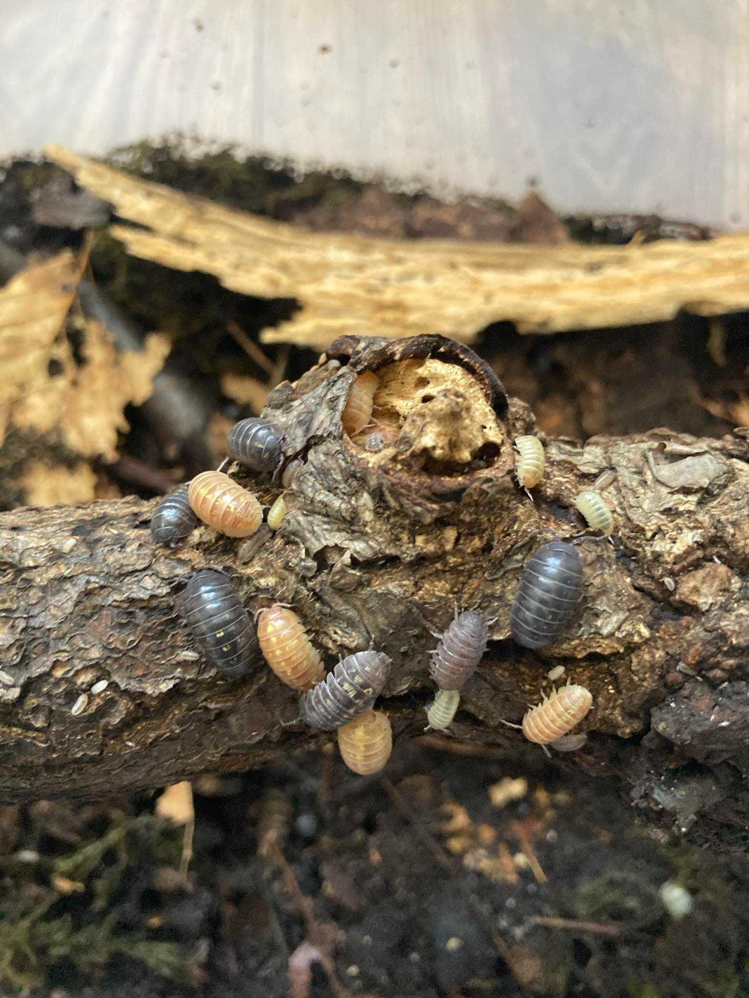 Isopody (ekipa sprzątająca) armadillidium vulgare gem mix