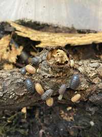 Isopody (ekipa sprzątająca) armadillidium vulgare gem mix